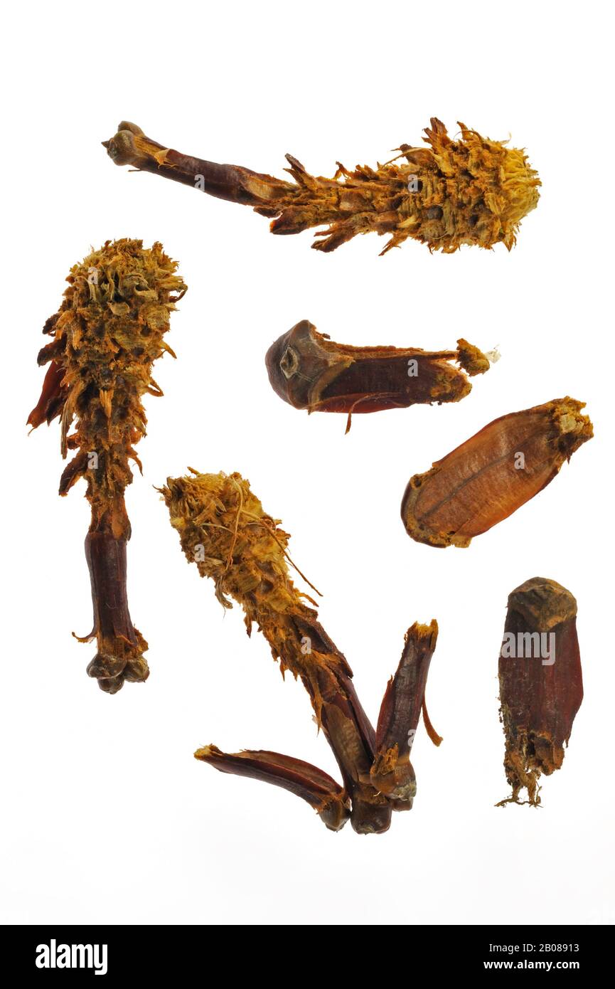 Coni di pino scozzese (Pinus sylvestris) strippati da scoiattolo rosso (Sciurus vulgaris) su sfondo bianco Foto Stock