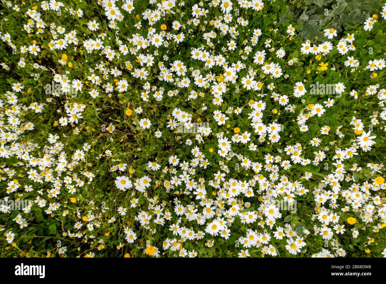Texture O Sfondo Di Daisy Flower Meadow, Stagione Primaverile Foto Stock