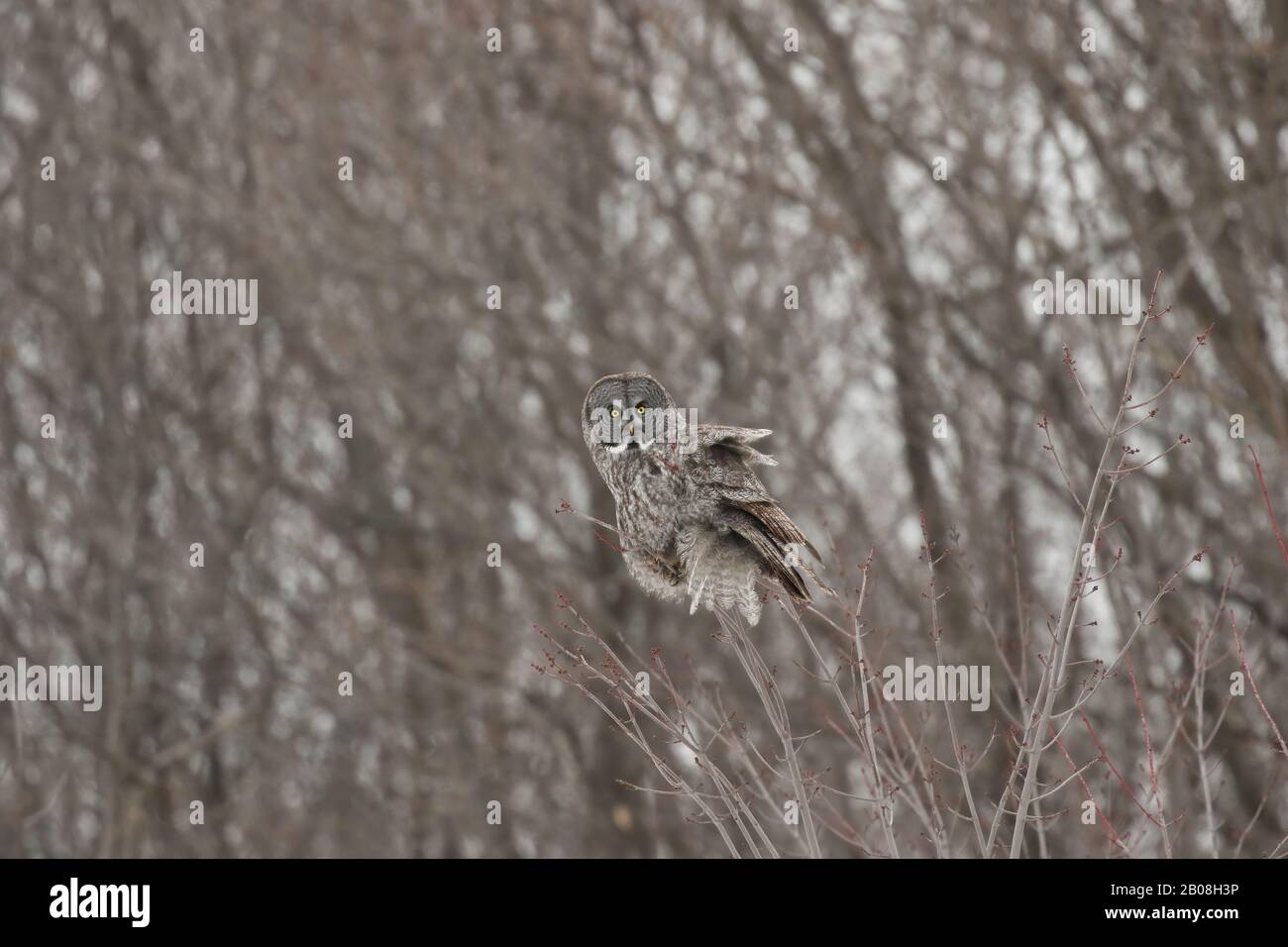 Grande gufo grigio in volo Foto Stock