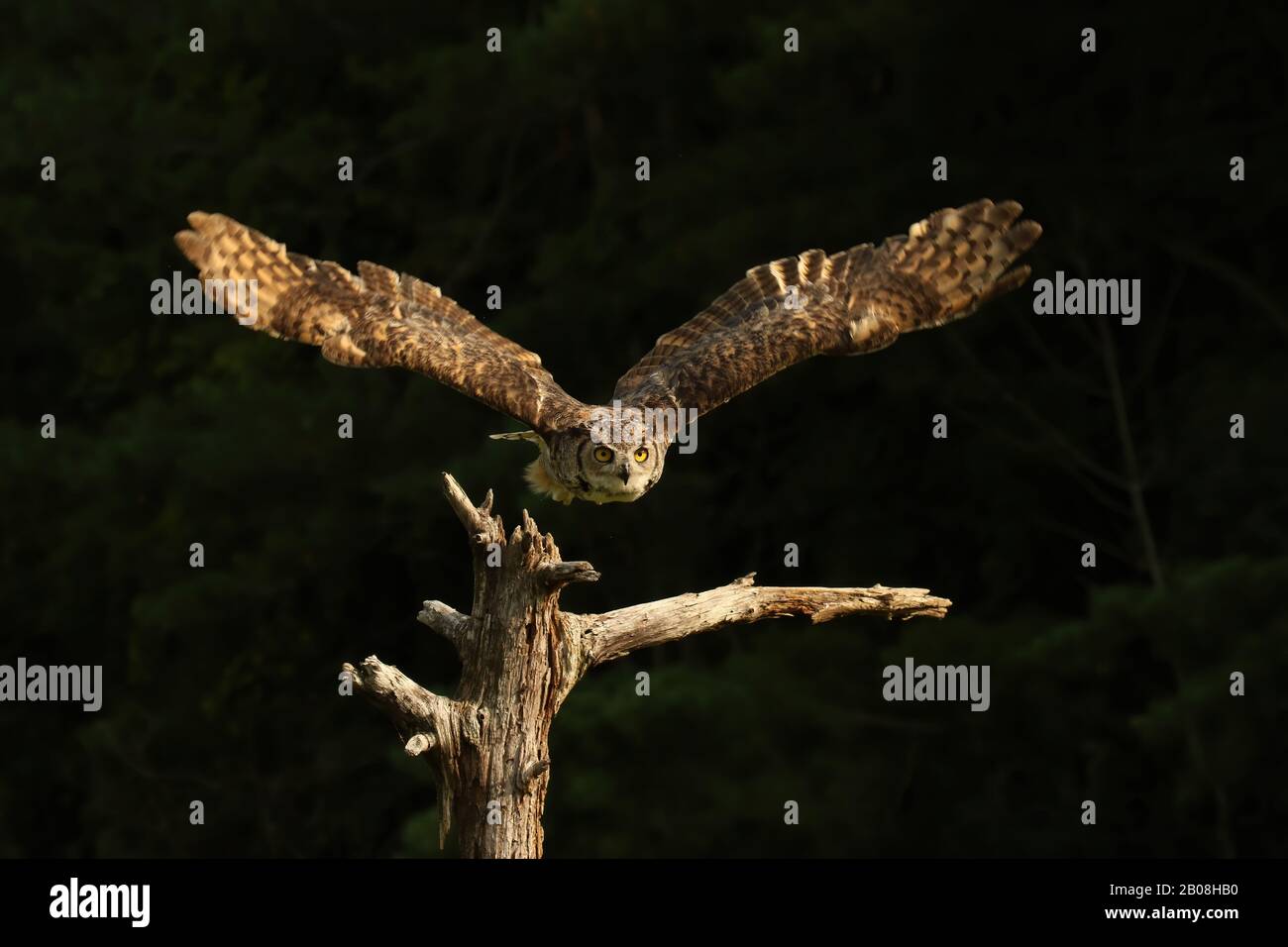 Grande gufo cornuto in volo Foto Stock