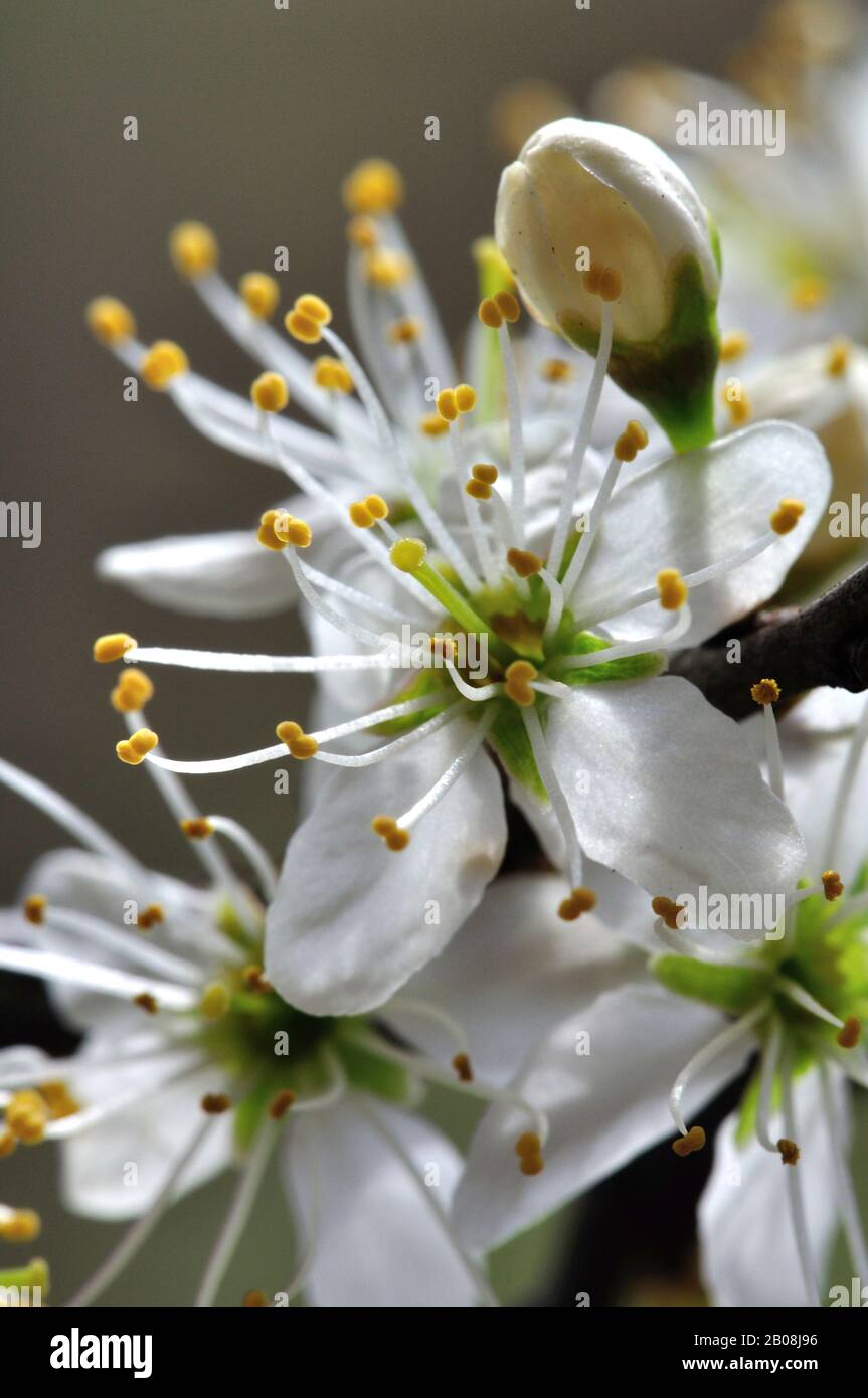 fiore di spina nera in fiore Foto Stock
