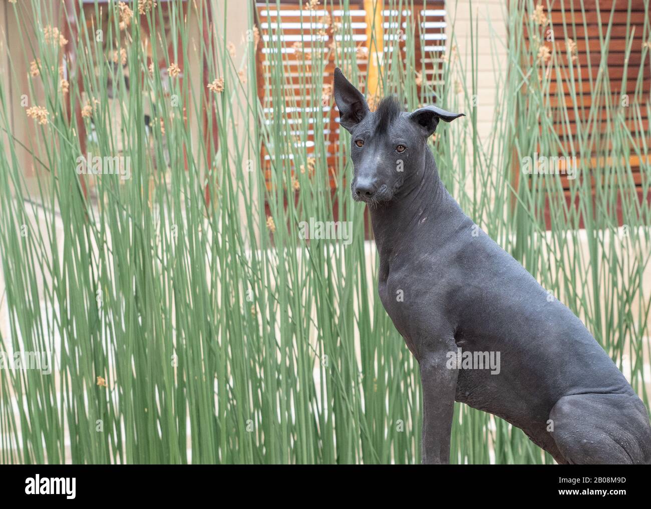 Il cane peruviano senza peli, il Cerro calato o peruviano Inca Orchidea si estende di nuovo al Pre-Inca Times. Foto Stock