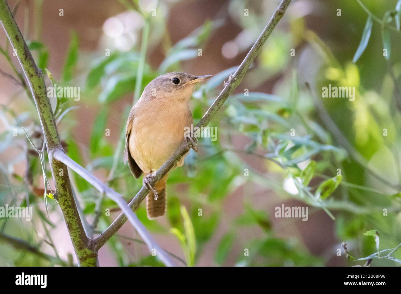 Casa Wren (Troglodytes Aedon) arroccato su un sottile ramo in fogliame - colpo preso a Trujillo, Perù Foto Stock