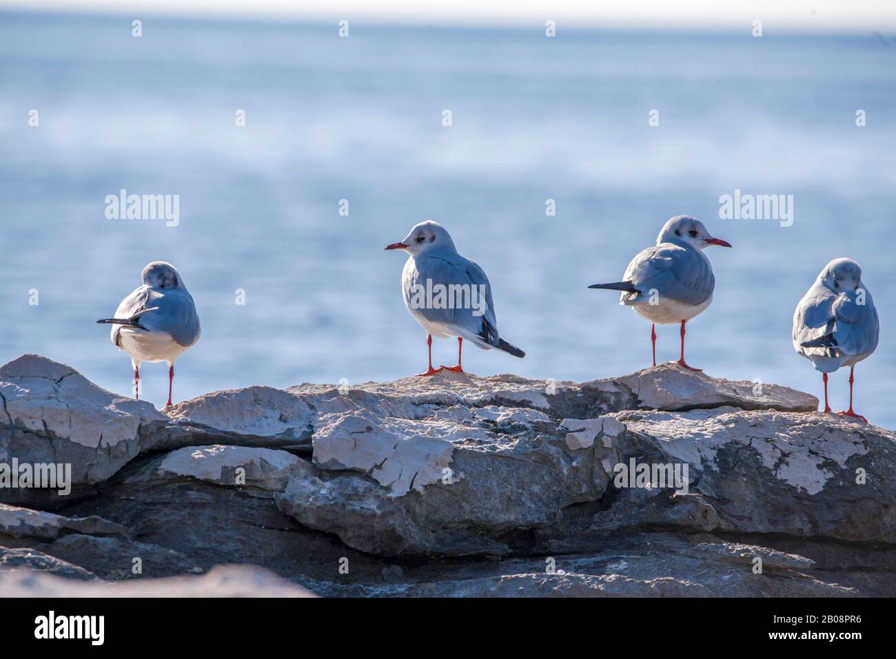 Sudjuradj è uno dei due principali insediamenti sull isola di Sipan (l'altro essendo Sipanska Luka (sulla costa nord-ovest). Foto Stock