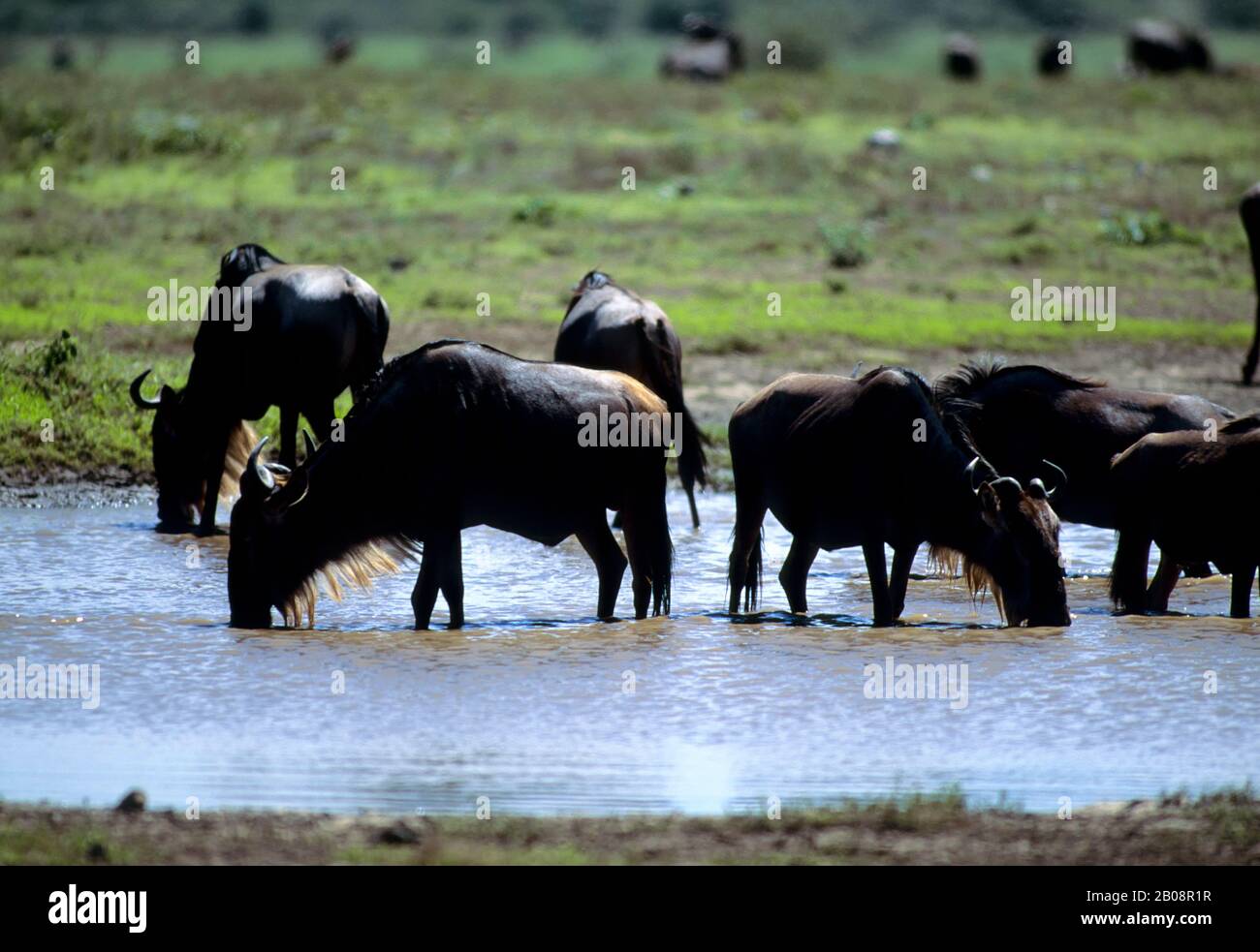 TANZANIA, SERENGETI, WILDEBEESTE A BUCO D'ACQUA Foto Stock