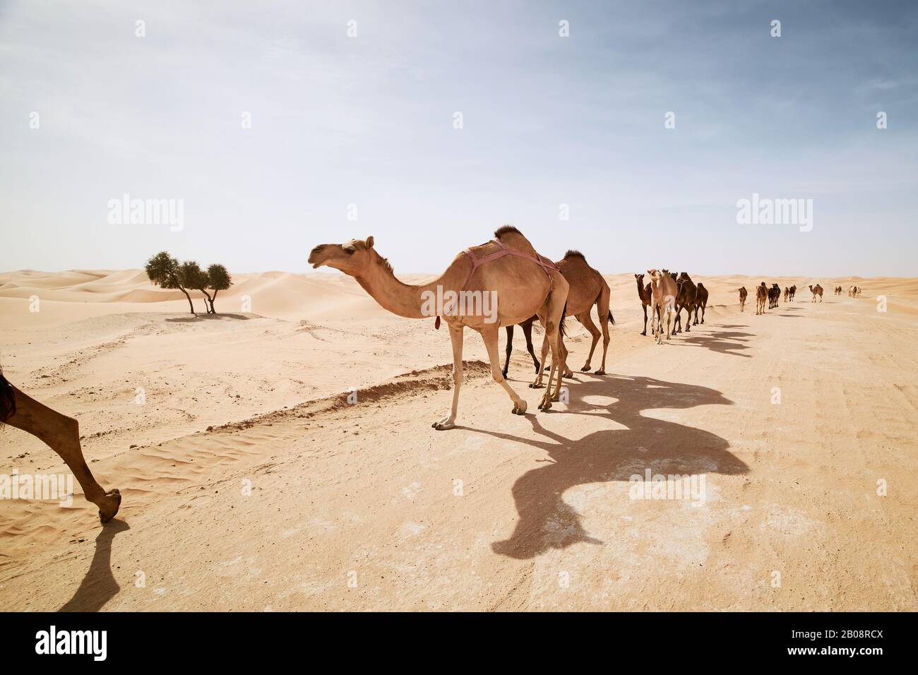 Mandria di cammelli che camminano su strada di sabbia contro dune di sabbia nel paesaggio del deserto. Abu Dhabi, Emirati Arabi Uniti Foto Stock
