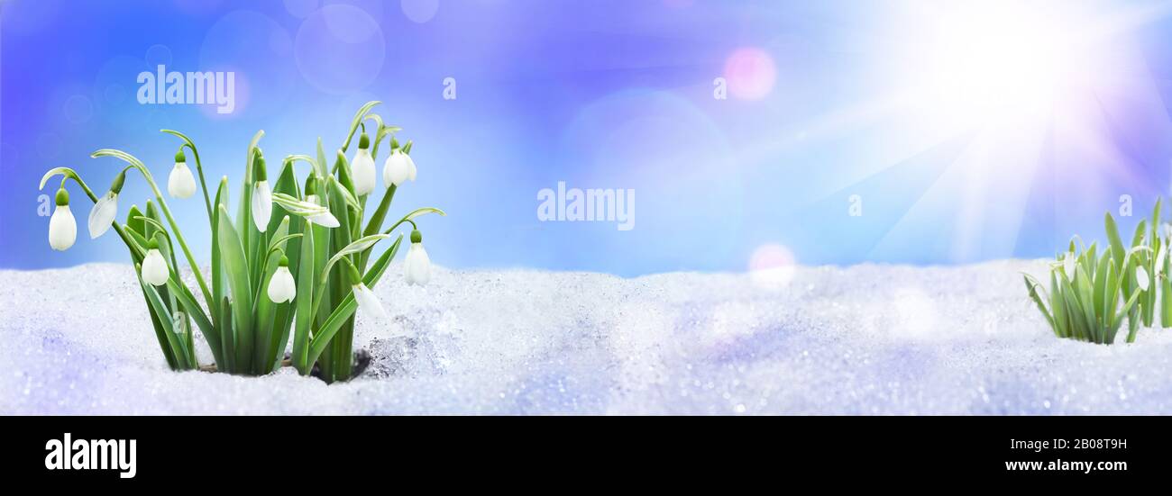 Neve close up, luce del sole, ciuffi di neve sulla natura all'aperto, copia spazio, blu tonato. Sfondo primavera con fiori di gocce di neve. Foto Stock