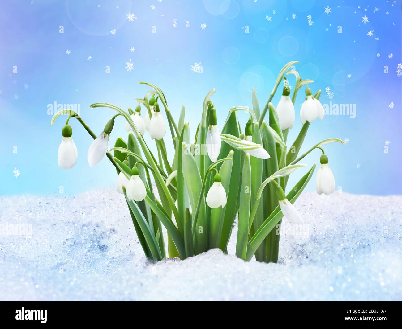 Neve in primo piano, luce del sole, ciuffi di neve e fiocchi di neve sulla natura all'aperto, spazio di copia, blu tonato. Sfondo primavera con fiori di gocce di neve. Foto Stock