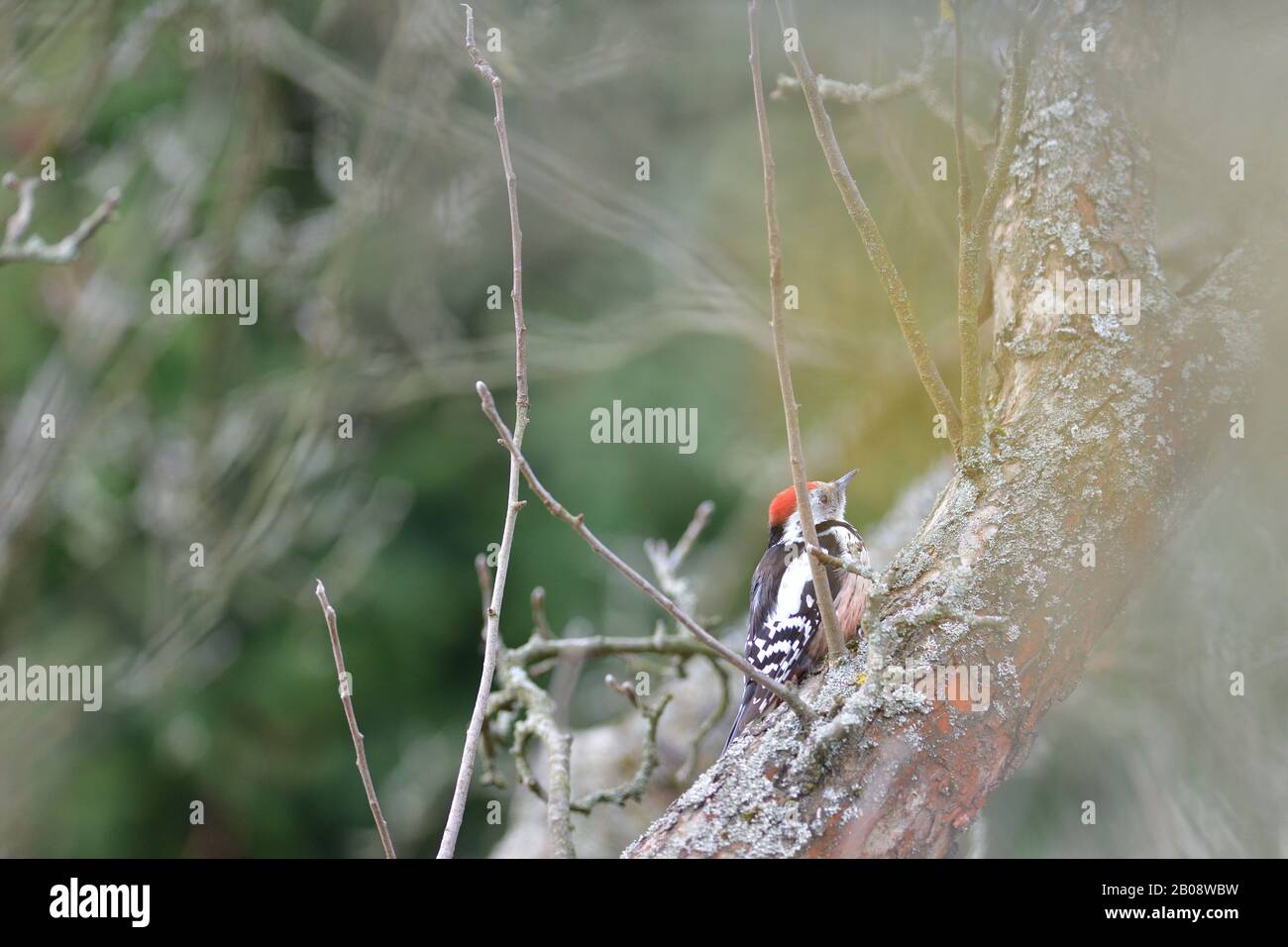 Picchio più piccolo macchiato che mangia insetto dal ramo Foto Stock