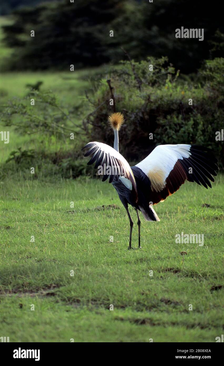 Lago manyara della grande rift valley immagini e fotografie stock ad ...