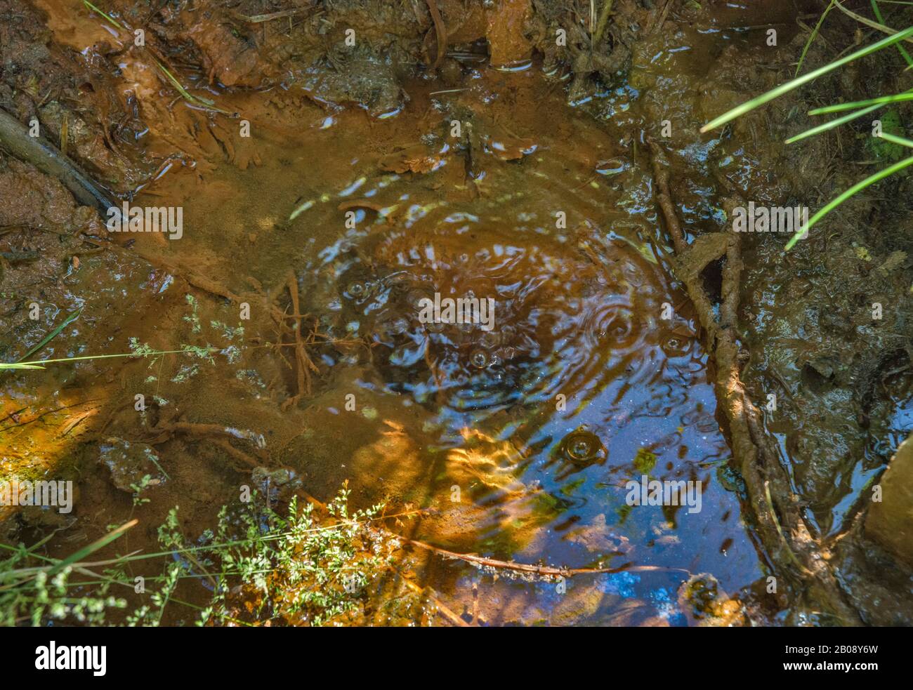 Mofetta, scarico vulcanico con bolle di gas, chiamato Bulgotka, ruscello vicino al villaggio di Jastrzebik, catena montuosa di Beskid Sadecki, Malopolska, Polonia Foto Stock