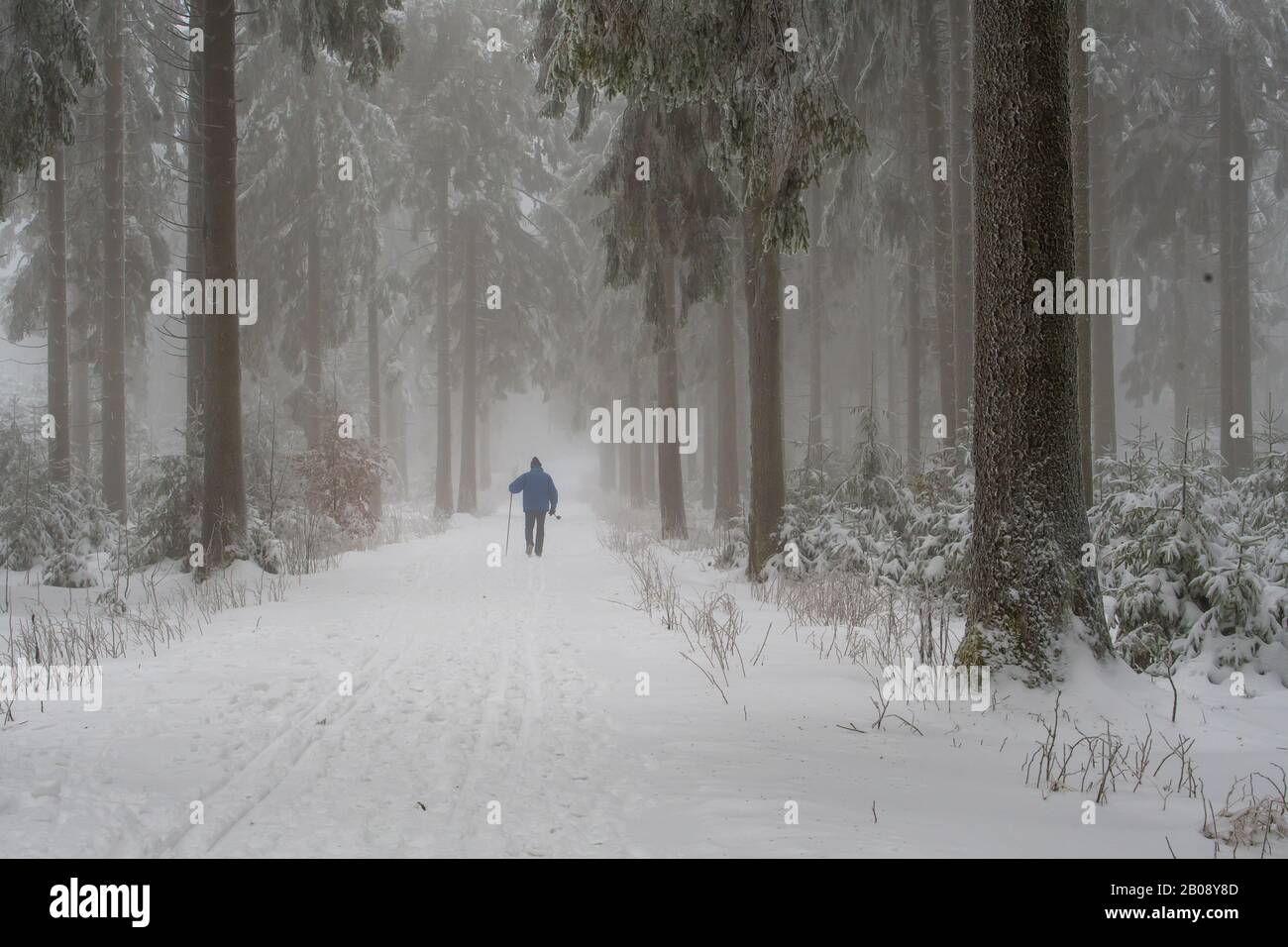 uno sciatore di fondo che cammina in una foresta invernale innevata Foto Stock
