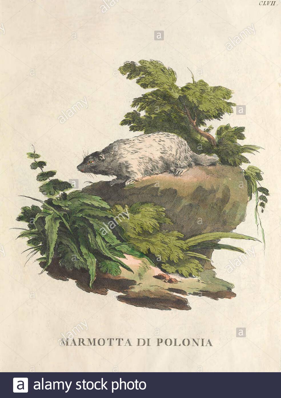 Marmotta, illustrazione di colore vintage dal 1771 Foto Stock