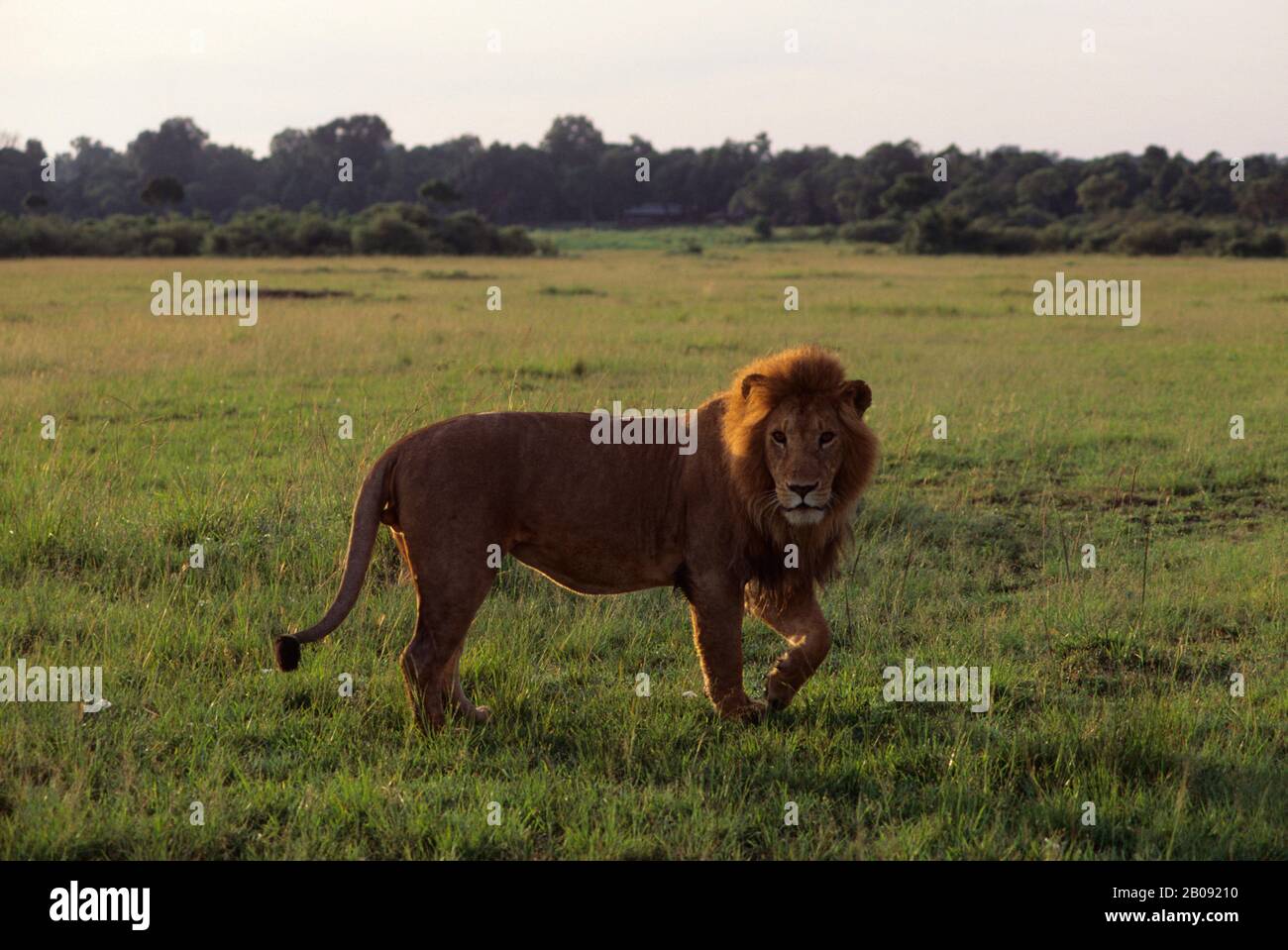 KENYA, MASAI MARA, LEONE MASCHIO CHE SI IMPALINA ATTRAVERSO L'ERBA Foto Stock