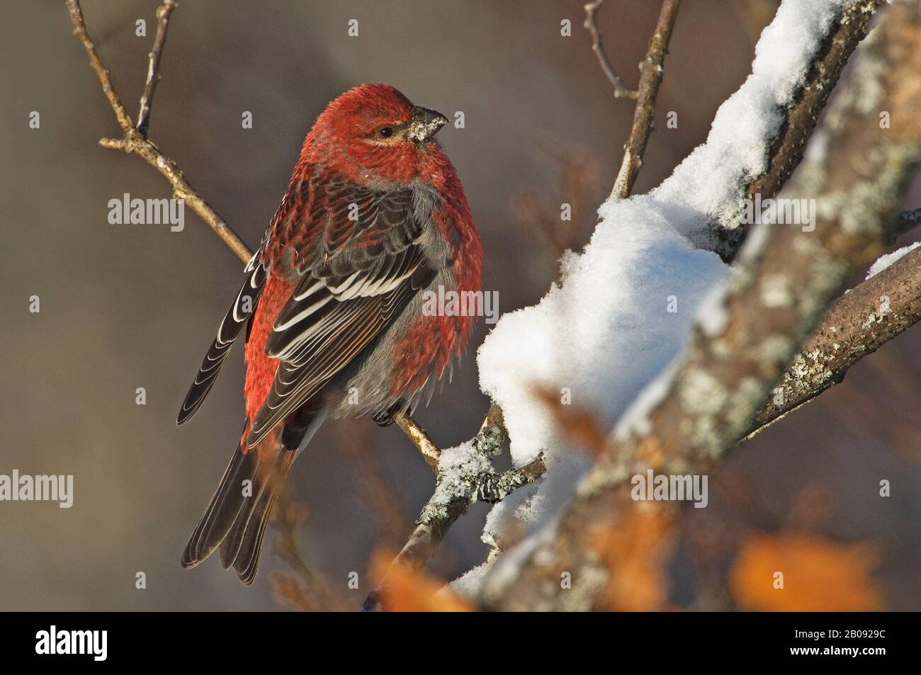 Maschio grosbeak pino Foto Stock