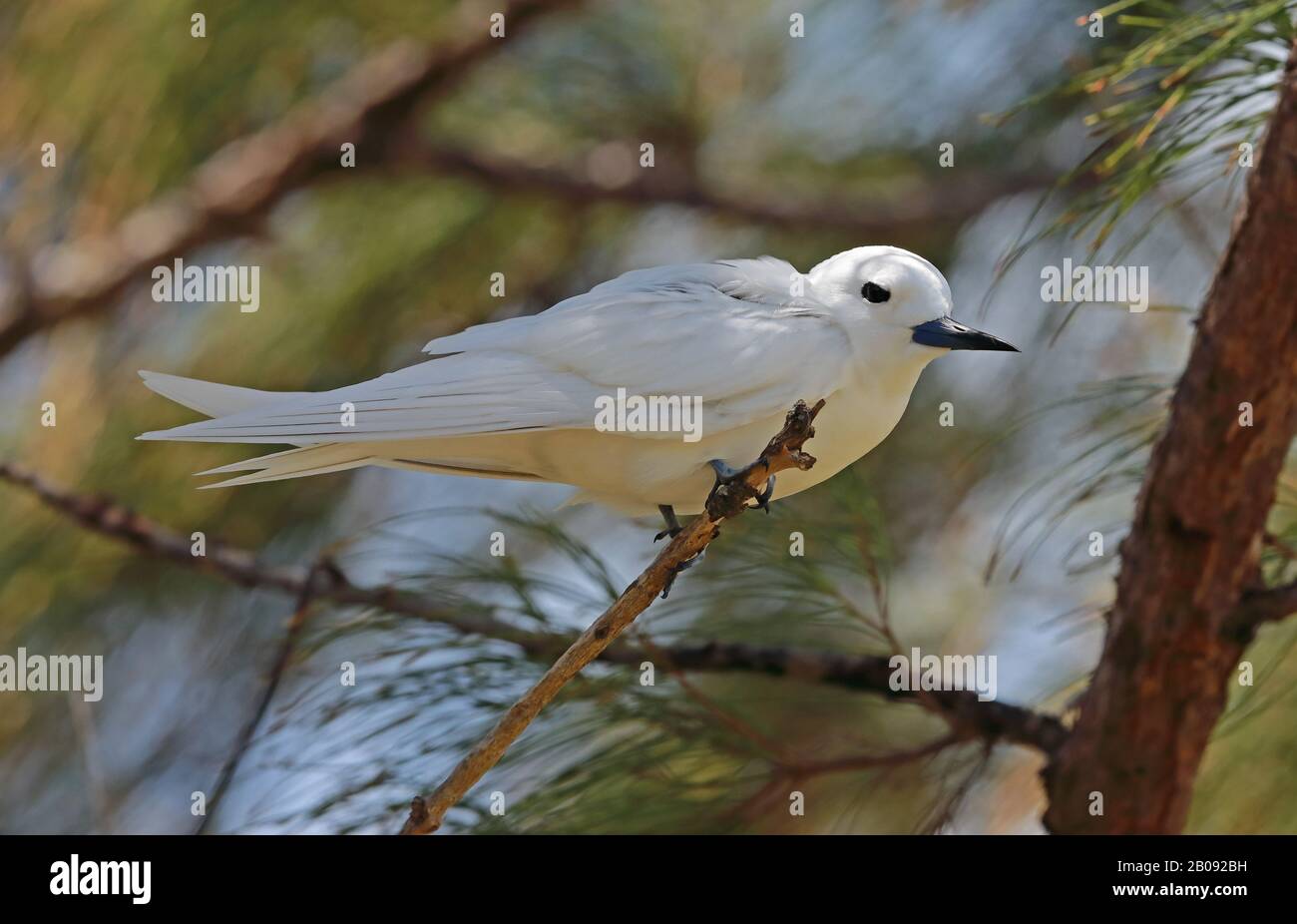 Comune Tern Bianco (Gygis alba candida) adulto riposante su twig Ile aux Cocos, Rodrigues, Mauritius dicembre Foto Stock