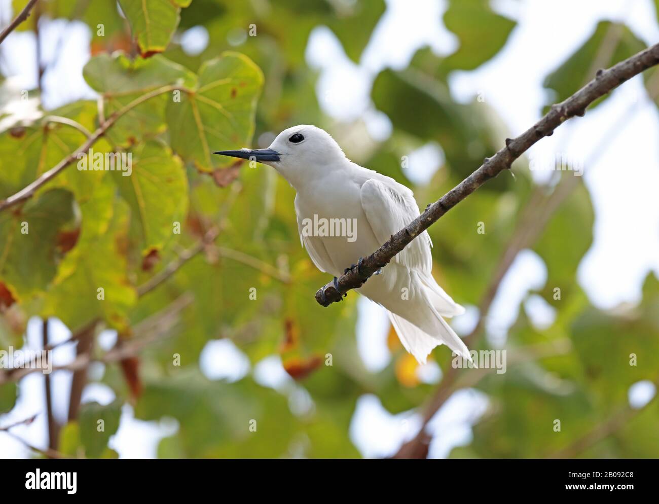 Comune Tern Bianco (Gygis alba candida) adulto riposante su twig Ile aux Cocos, Rodrigues, Mauritius dicembre Foto Stock