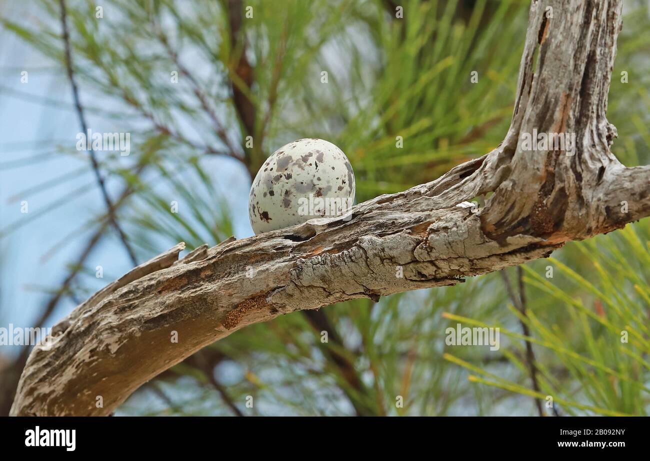 Comune Bianco Tern (Gygis alba candida) uovo sul ramo, nessun nido costruito Ile aux Cocos, Rodrigues, Mauritius dicembre Foto Stock