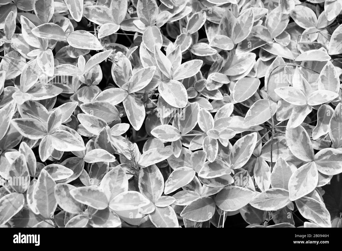 Giovani foglie verdi di fiori o piante, foto in bianco e nero, sfondo, texture Foto Stock