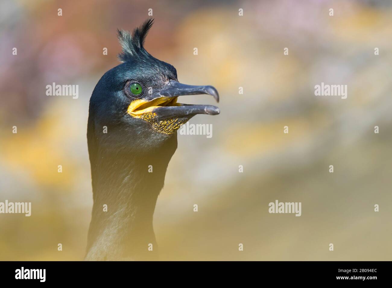 Ritratto di cormoran huppé Foto Stock