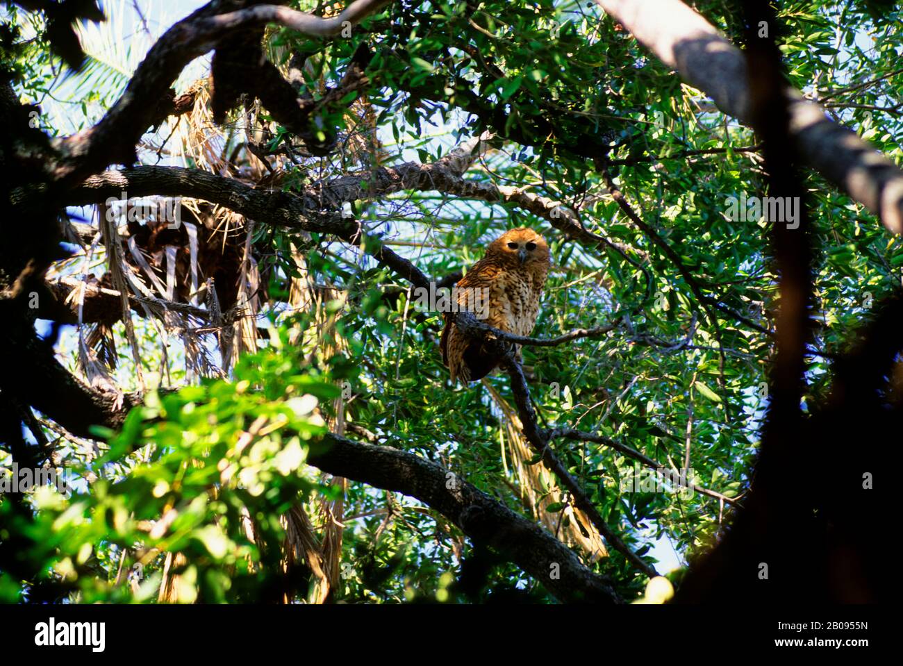 BOTSWANA, DELTA DELL'OKAVANGO, VICINO ALL'ISOLA JEDIBE, GUFO DI PESCE DI PEL (SCOTOPELIA PELI) Foto Stock