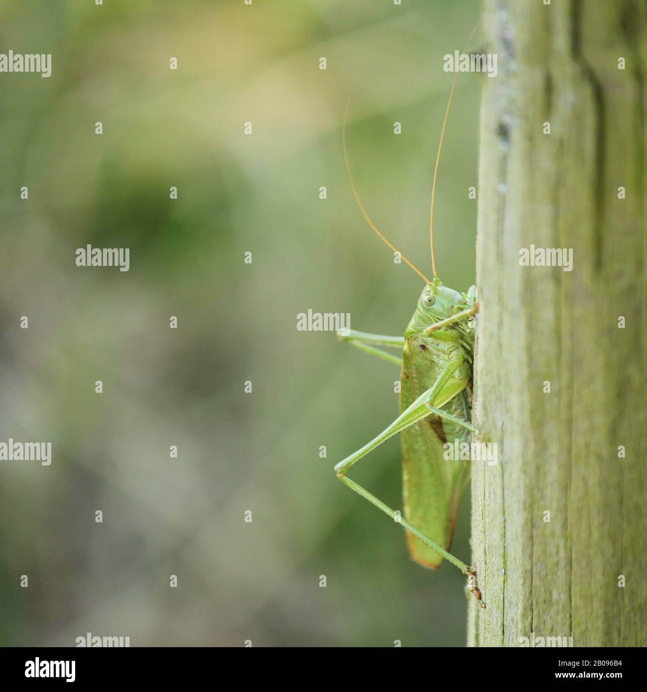 una lunga cavalletta verde cornuta ad un palo Foto Stock