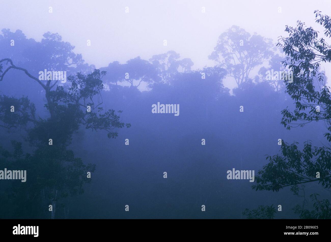 MADAGASCAR, RISERVA DI PERINET, FORESTA PLUVIALE IN NEBBIA DI MATTINA PRESTO Foto Stock