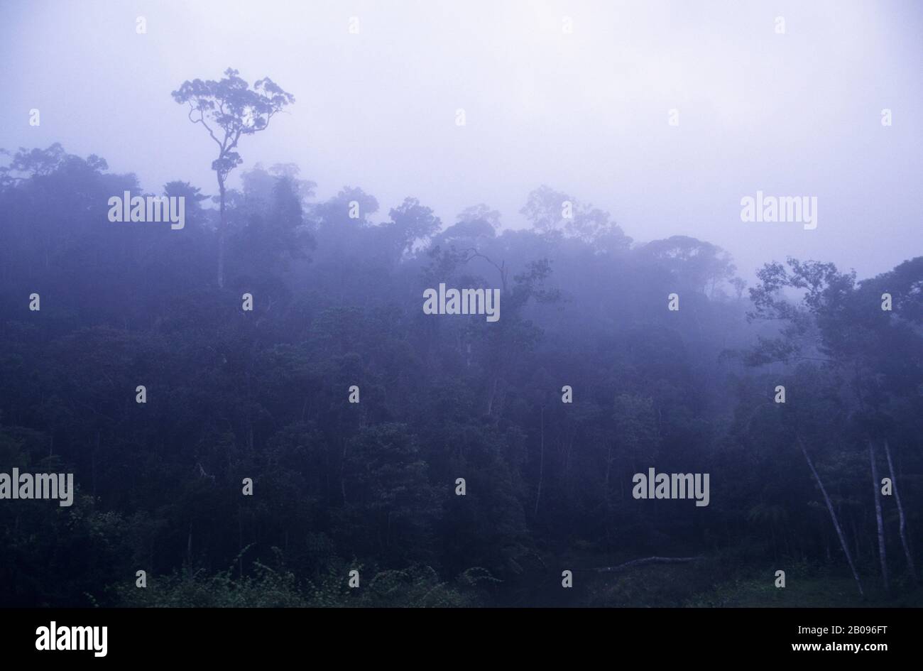 MADAGASCAR, RISERVA DI PERINET, FORESTA PLUVIALE NELLA NEBBIA DELLA MATTINA PRESTO Foto Stock