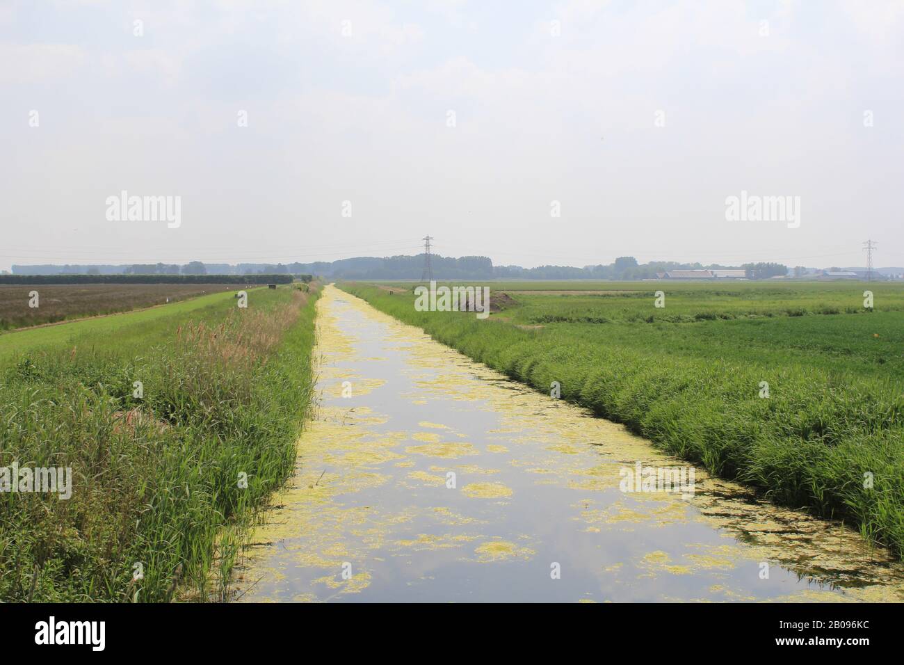 un fosso con anatrockweed nella campagna olandese in primavera Foto Stock