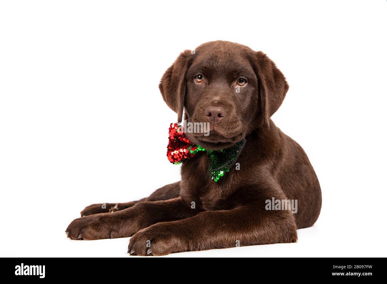 Cucciolo di labrador color cioccolato di tre mesi che si affaccia verso la fotocamera con cravatta a farfalla con paillettes su sfondo bianco. Immagine isolata. Foto Stock