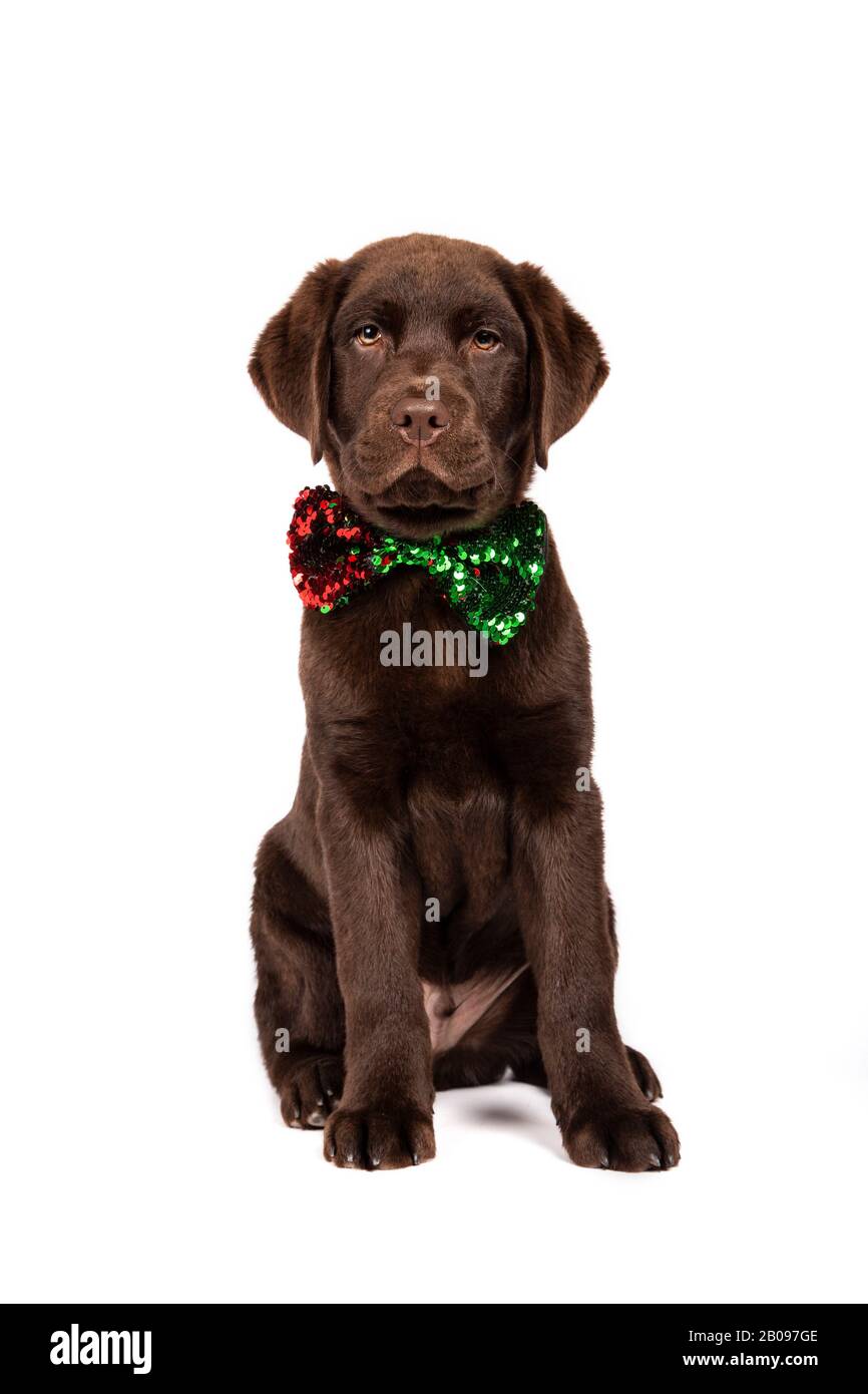 Cucciolo labrador di colore cioccolato di tre mesi con cravatta a farfalla con paillettes su sfondo bianco. Immagine verticale. Foto Stock