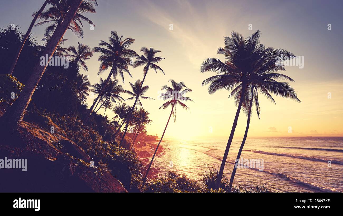 Spiaggia tropicale con palme silhouette al tramonto, tonificante colore applicato. Foto Stock