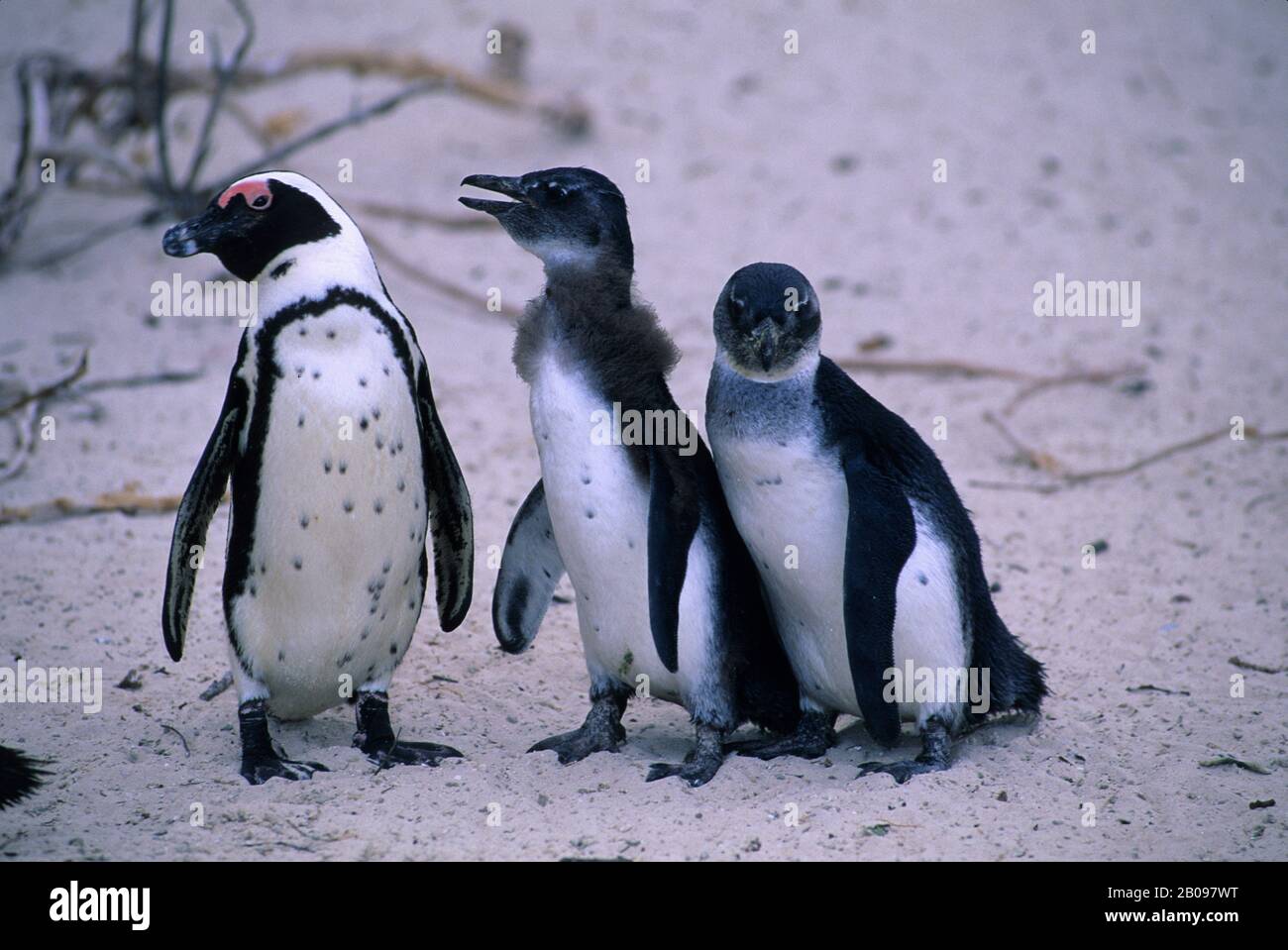 SUD AFRICA, VICINO A CITTÀ DEL CAPO, SIMONTOWN, JACKASS PENGUIN CON GIOVANI Foto Stock