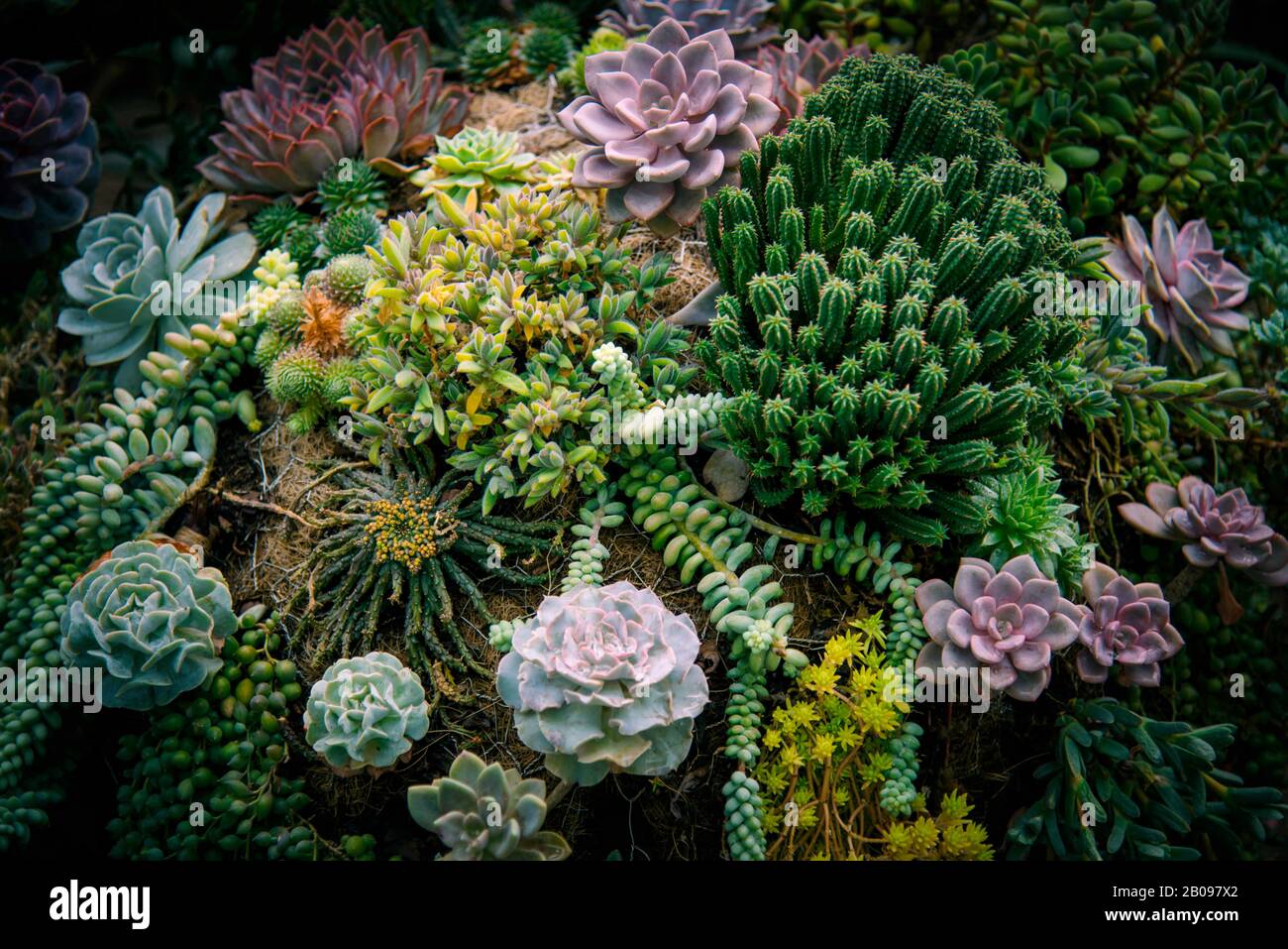 Succulente di verde tropicale come sfondo naturale. Foto Stock