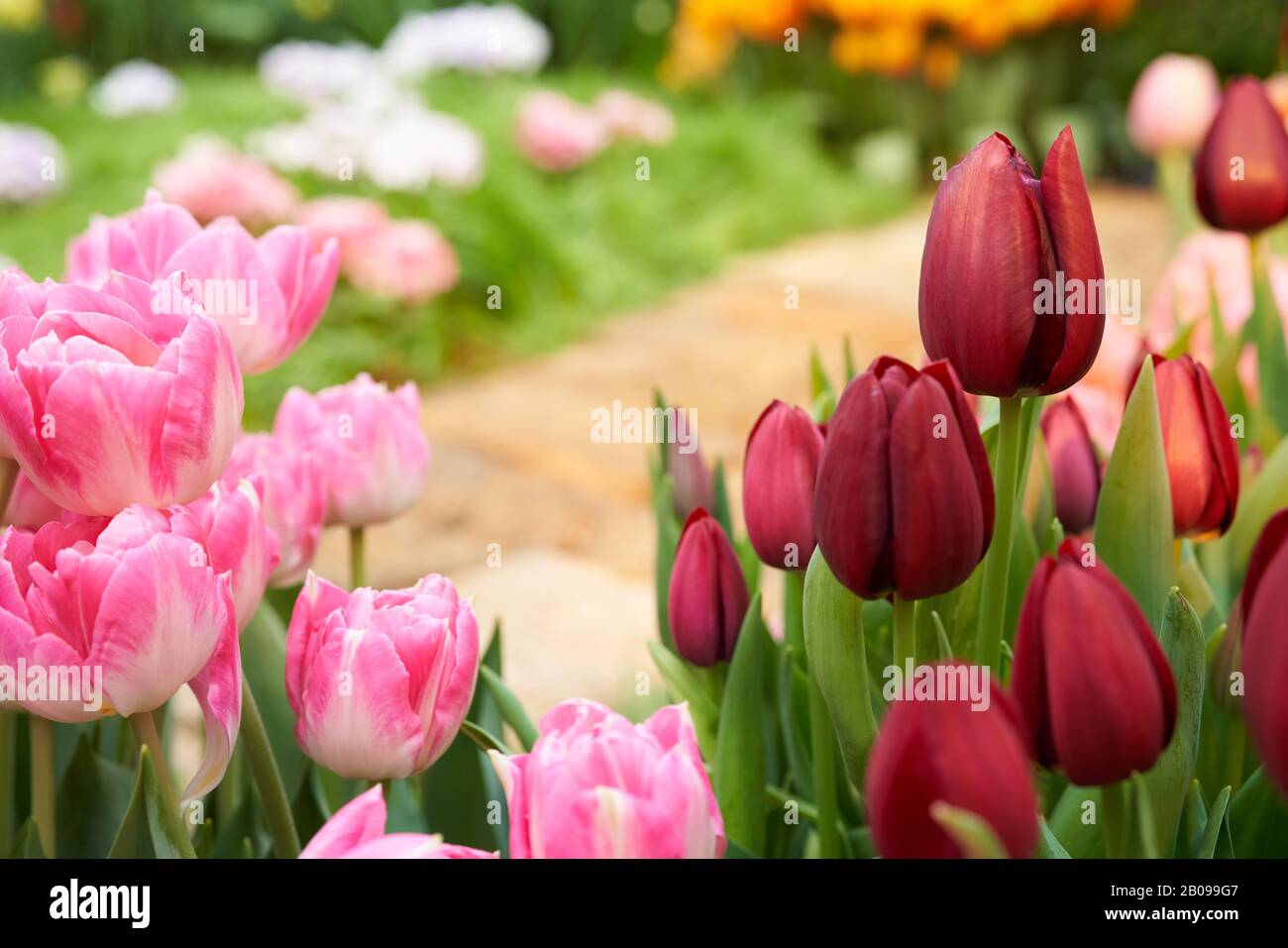 Bellissimo sfondo giardino con tulipani e sentiero in pietra giardino. Tulipano fiori sullo sfondo primavera Foto Stock