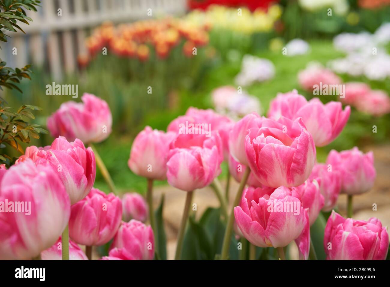 Bellissimo sfondo giardino con tulipani. Tulipano fiori sullo sfondo primavera Foto Stock