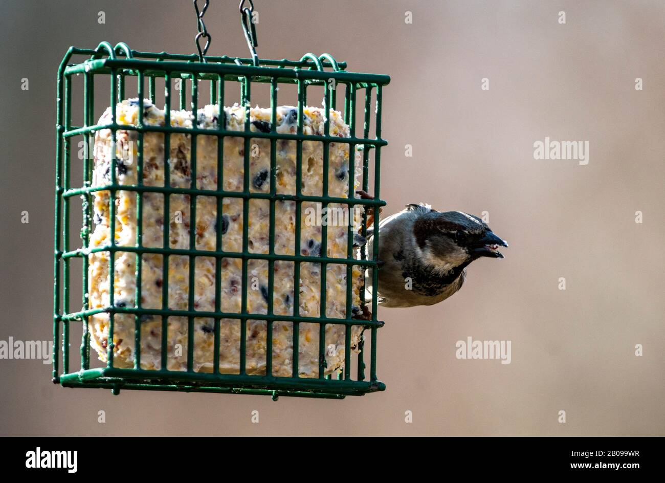 Piccolino Foto Stock