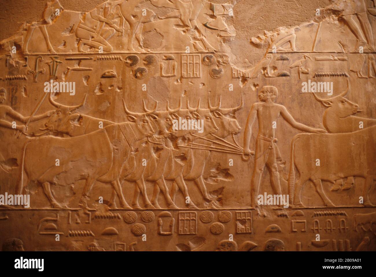 EGITTO, VICINO AL CAIRO, SAKKARA, TOMBA DI PTAH-HOTEP, SCULTURA IN RILIEVO CHE MOSTRA LA VITA QUOTIDIANA Foto Stock