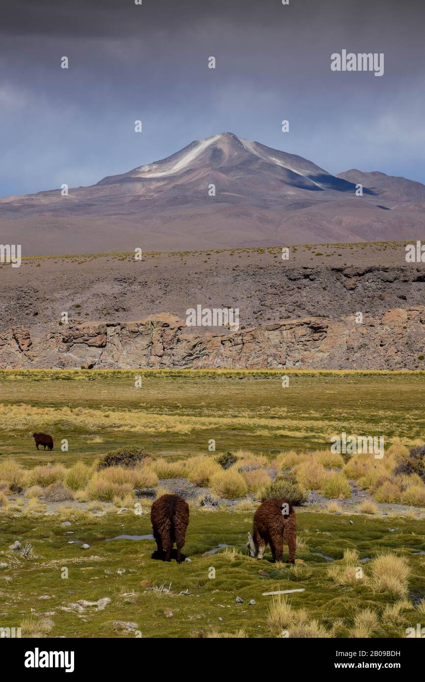 Due alpha nel bellissimo paesaggio delle ande, con vulcano innevato sullo sfondo. Bolivia Foto Stock
