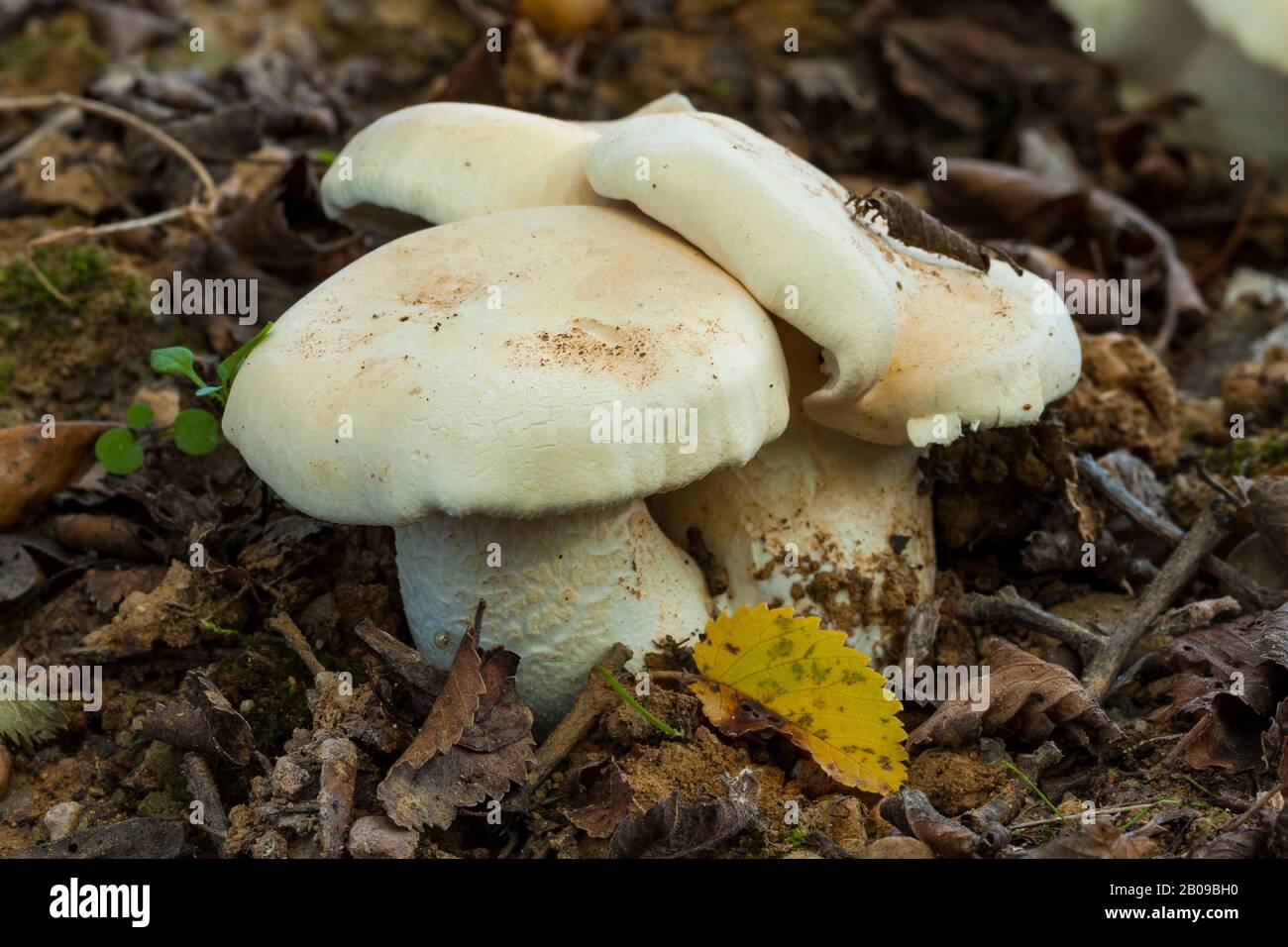 Clitopilus prunulus, conosciuto come il fungo dolce del pane, che cresce nella foresta tra le foglie cadute. Spagna Foto Stock