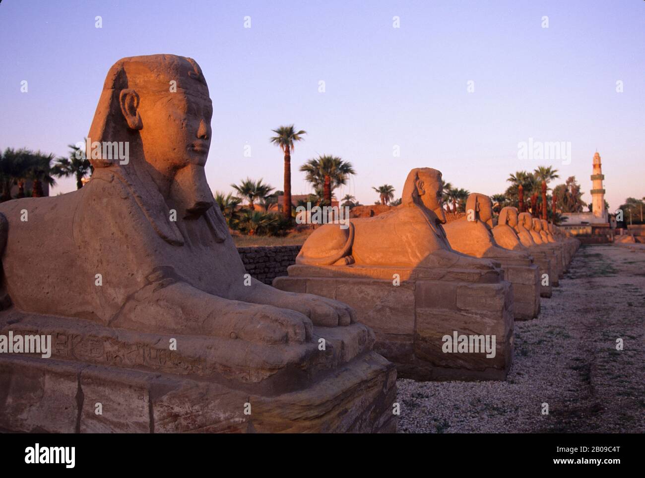 EGITTO, FIUME NILO, LUXOR, TEMPIO DI LUXOR, AVENUE FIANCHEGGIATA DA SFINGI UMANI Foto Stock