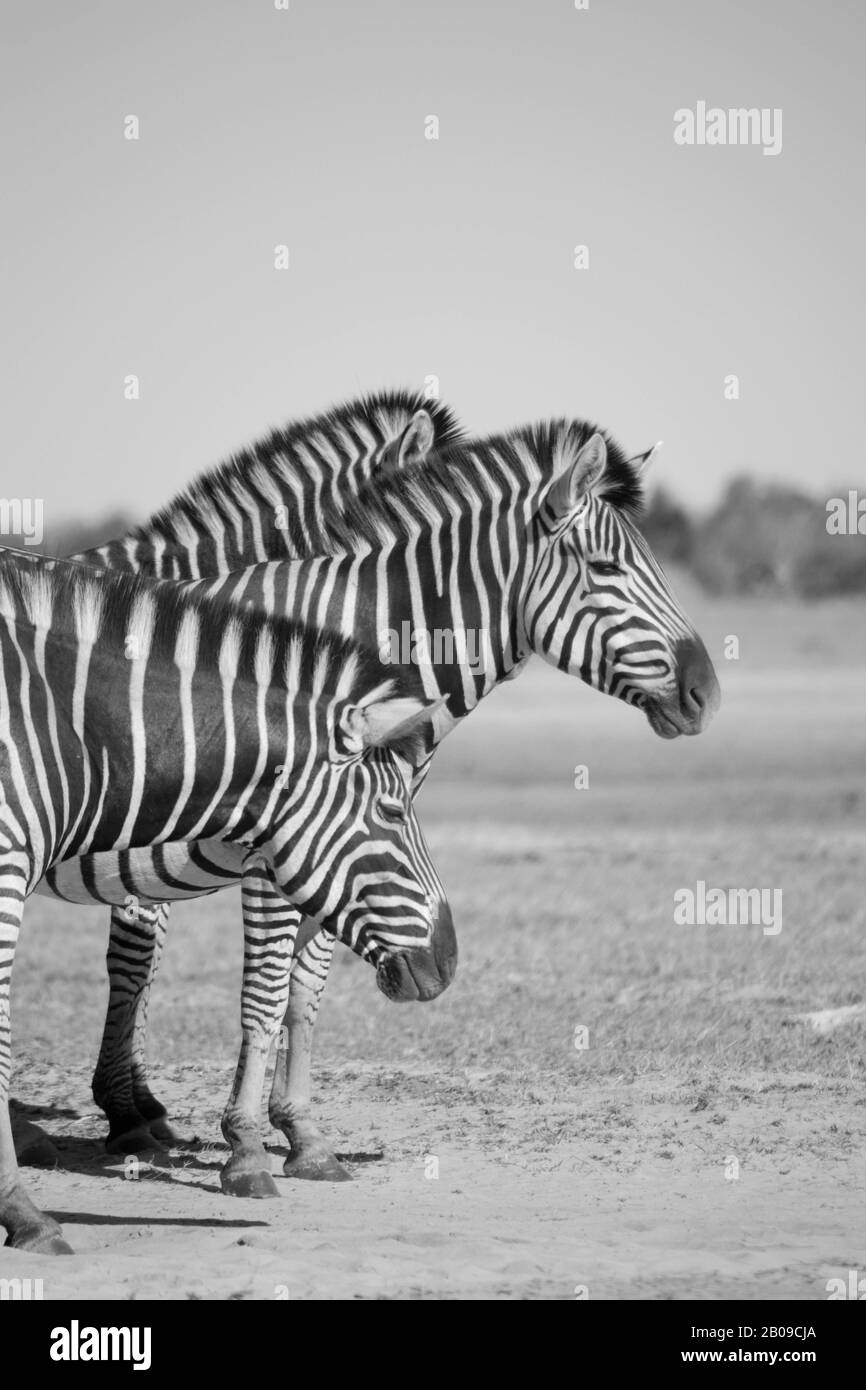 Tre zebre in piedi in una linea nel parco nazionale di moremi, Botswana, Africa Foto Stock