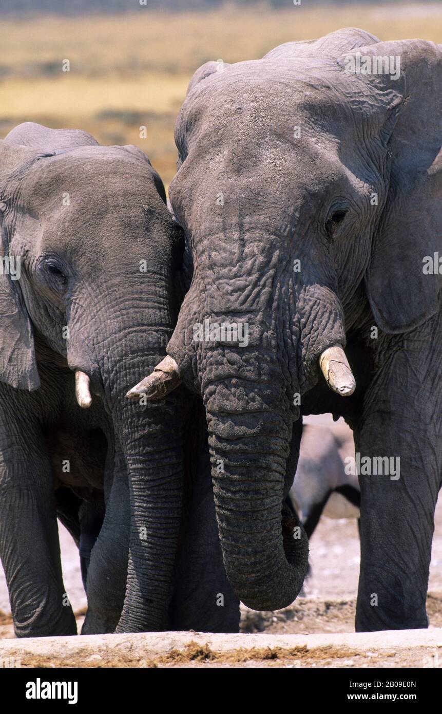 NAMIBIA, ETOSHA NAT'L PARK, TORI DEGLI ELEFANTI Foto Stock