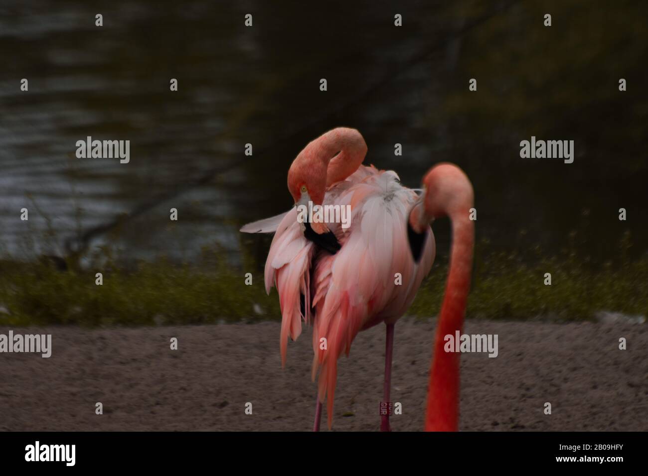 flamingo spazzolando le sue piume nello zoo di copenhagen Foto Stock