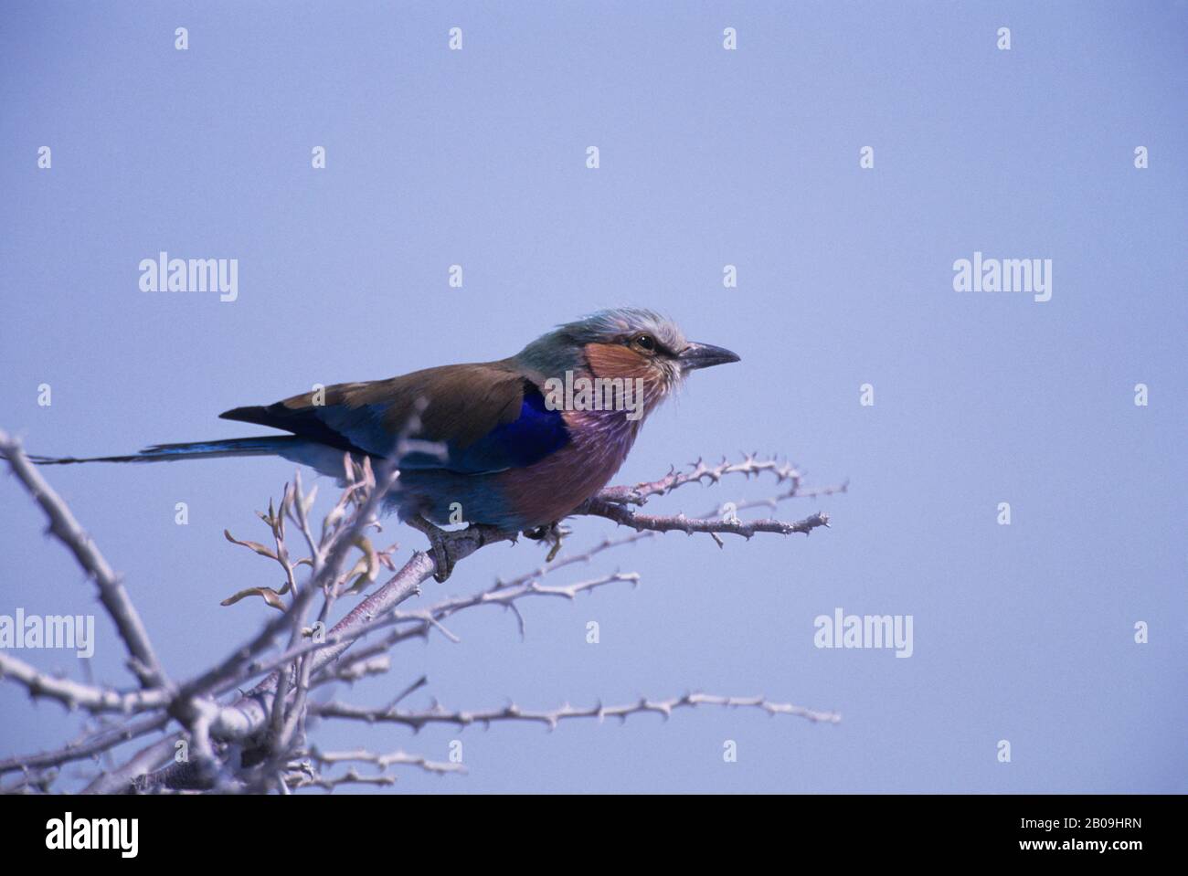 AFRICA, NAMIBIA, PARCO NAZIONALE DI ETOSHA, RULLO LILACBREASTED Foto Stock