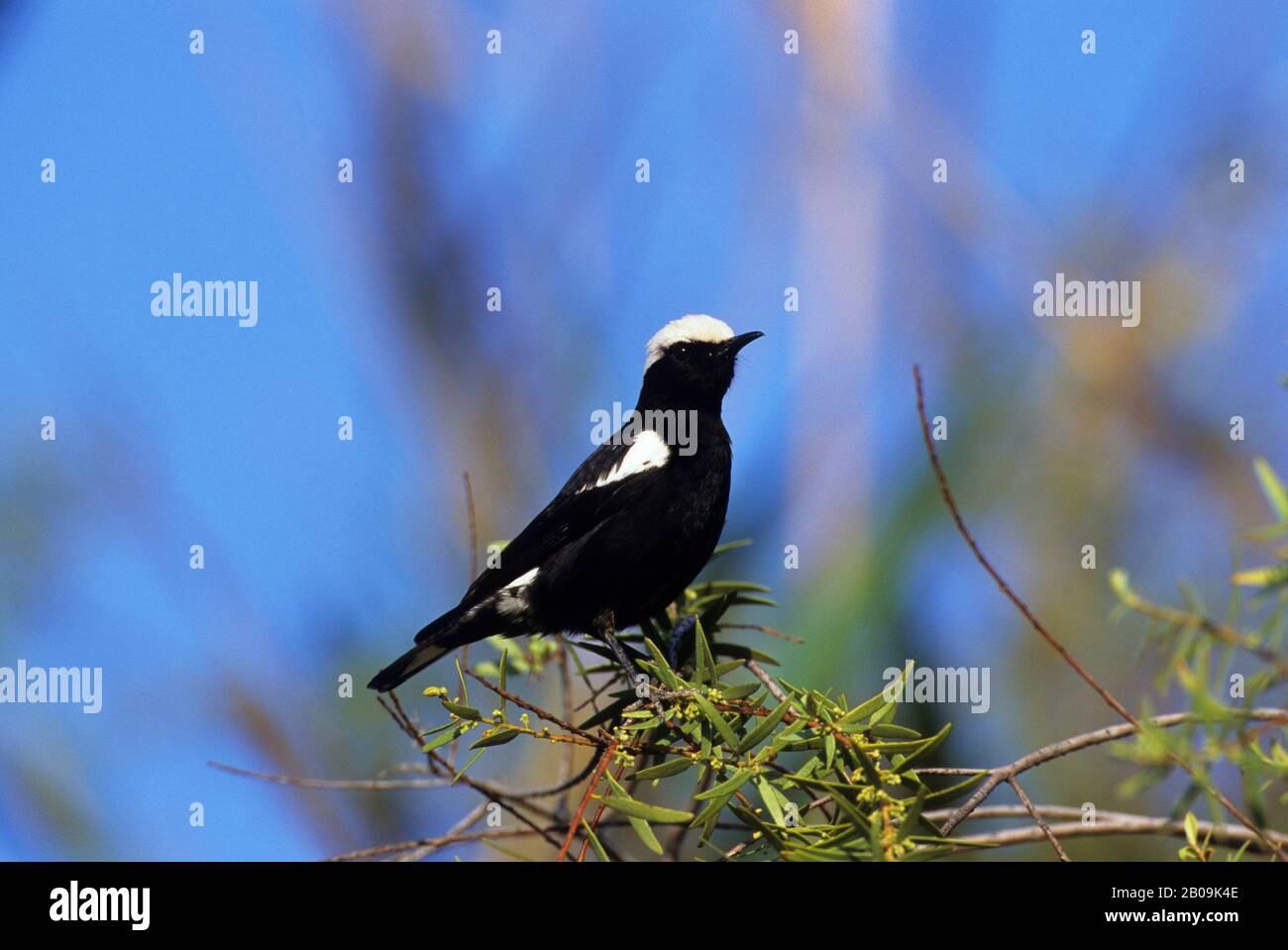 NAMIBIA, SKELETON COAST NATIONAL PARK, MOUNTAIN CHAT Foto Stock