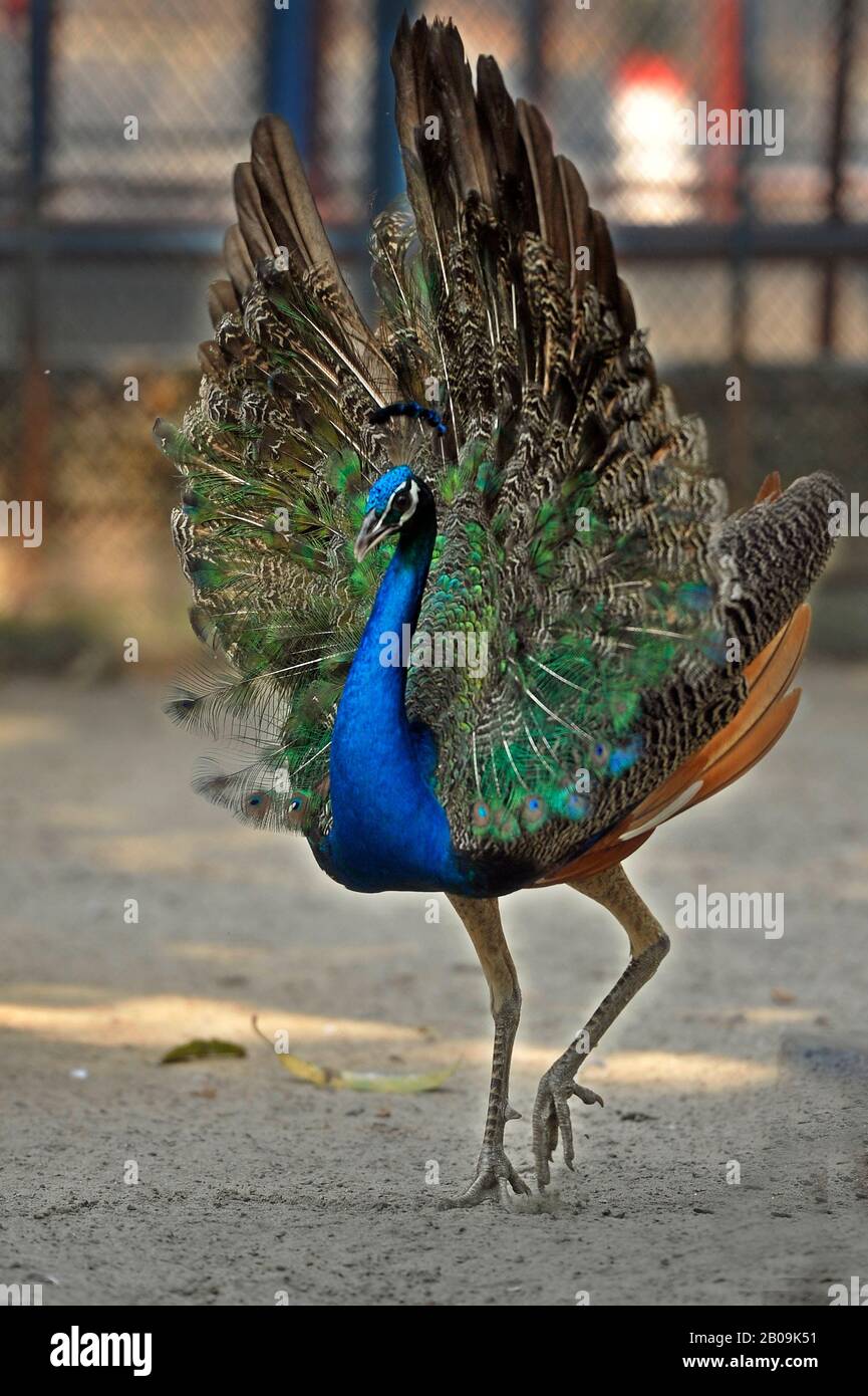 Un pavone (Paco crystatus) si estende la coda allo Zoo di Dhaka, a Mirpur, Dhaka, Bangladesh. 26 Maggio 2012. Foto Stock