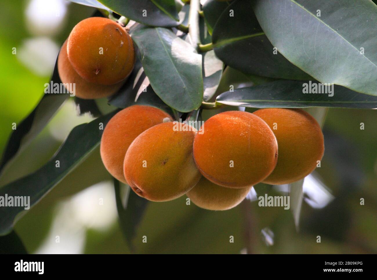 La frutta di Mabolo (Diospyros blancoi), localmente conosciuta come gaab. Laxmipur, Bangladesh. 2009. Foto Stock