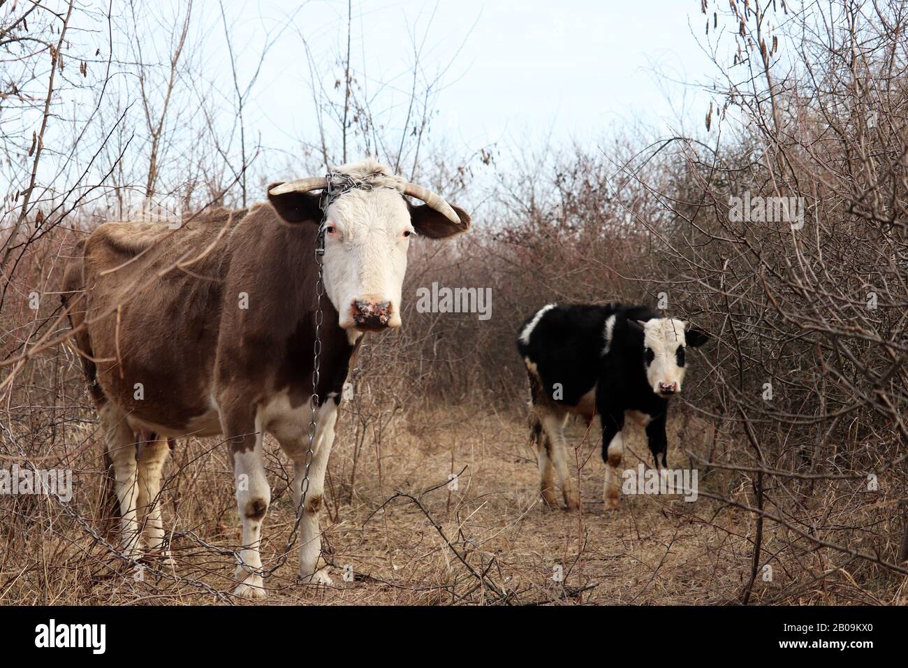 Mucca con govia che pascolano nella foresta. Paesaggio rurale in freddo clima, agricoltura e allevamento di bestiame concetto Foto Stock