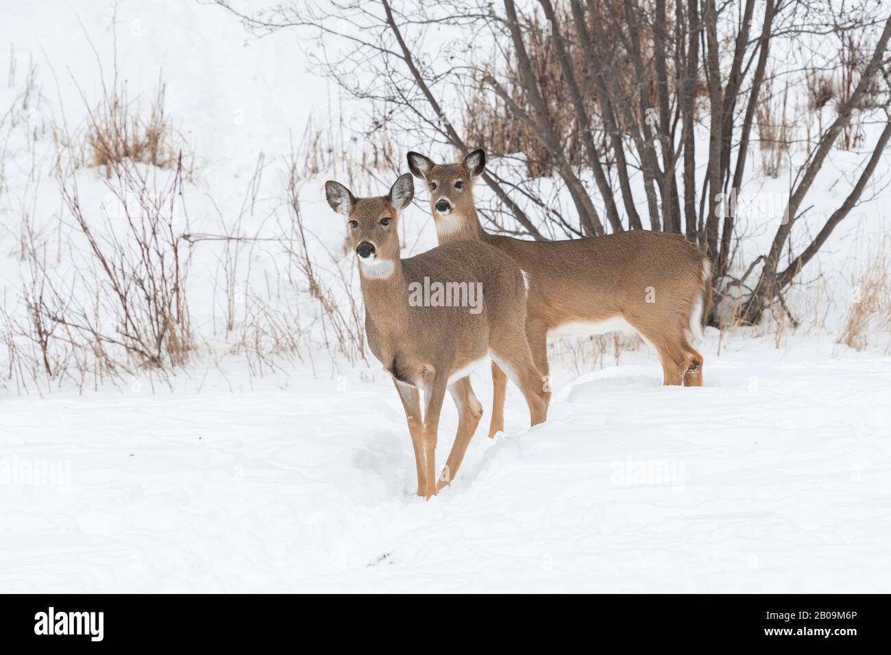 Cervo bianco-tae (Odocoileus virginianus), Inverno, Nord America Orientale, di Dominique Braud/Dembinsky Photo Assoc Foto Stock